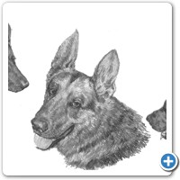 Estudios de perro pastor alemán apuntes bocetosdibujo